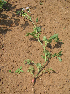 radish