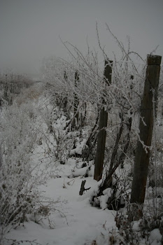 Frosted Vineyard
