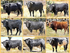 TOROS DE ARROYO ZARCO