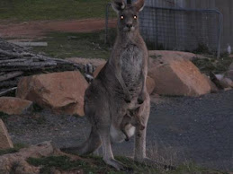 Les voilà les kangourous