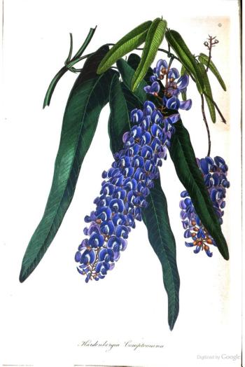 [Hardenbergia.jpg]