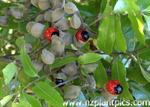 [alectryon_excelsus_sample_02.jpg]