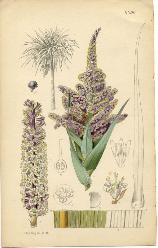 [Cordyline+indivisa.jpg]