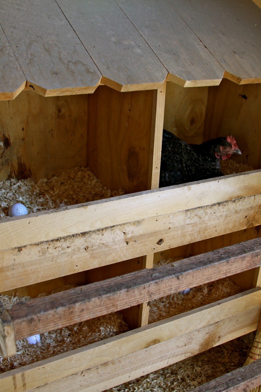 Homestead Revival: Poultry Basics: Shelter, Roosts, and Nesting Boxes