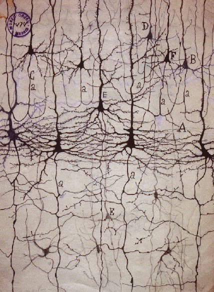 [Cajal+neuronas.jpg]