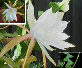 Kenali Malaysia Tourism Malaysia Bakawali