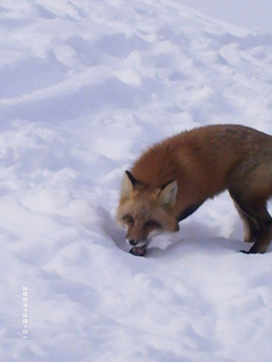 Friendly Fox eating hot dogs! Mercutio Lake