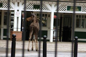 [moose.jpg]