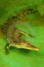 verde in coccodrillo