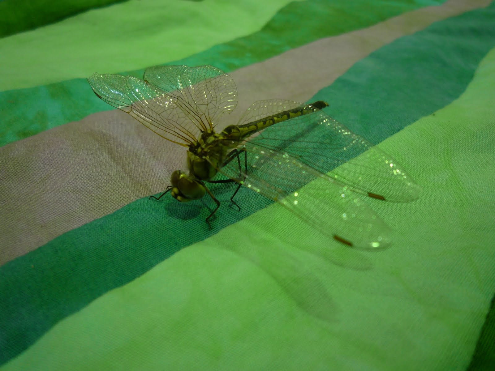 Dragonflies+mating+season