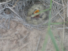 The Nest!