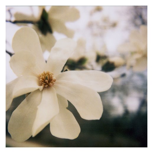 [a.magnolia+5a1.jpg]