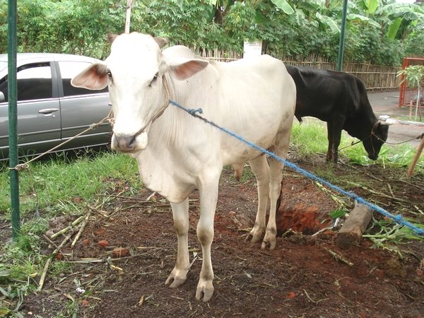 Sapi Untuk Qurban