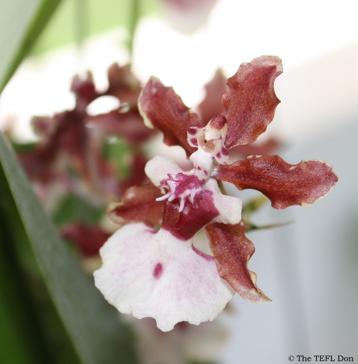 Chocolate Orchid Plant