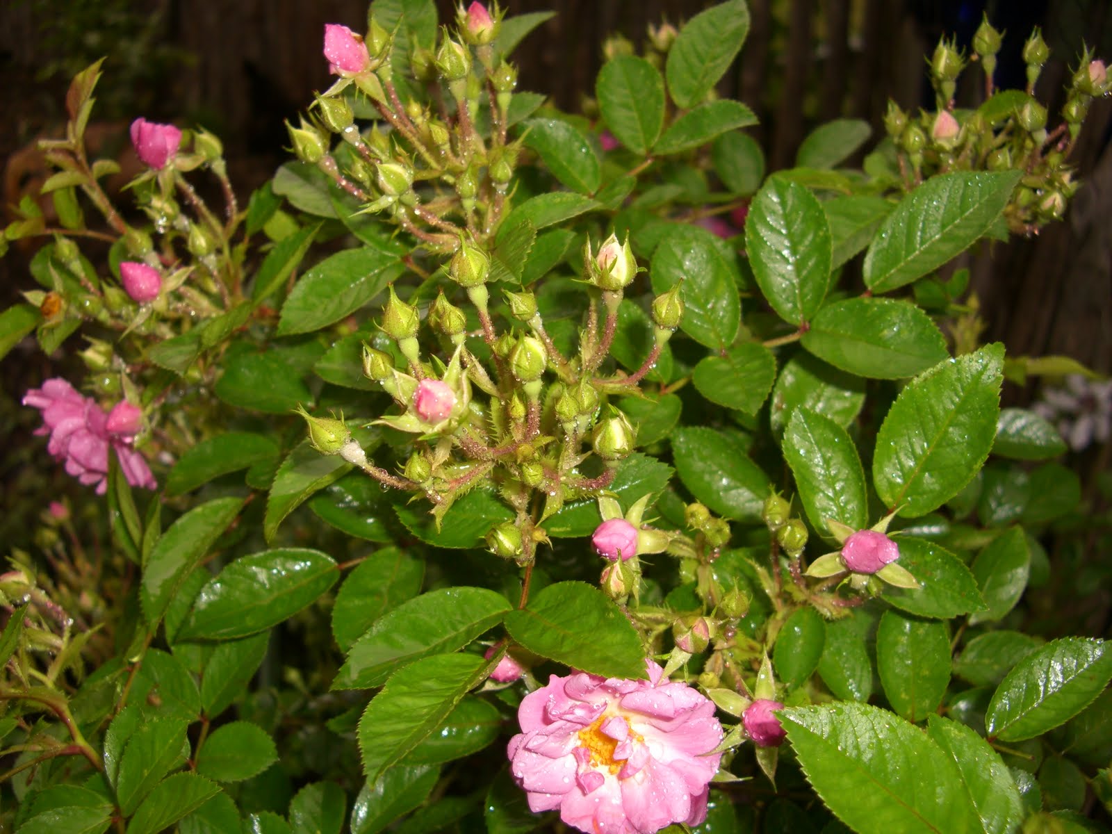 Peggy Martin rose, now being