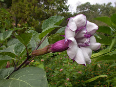 Purple Frill at Zilker