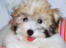 "Chanel" the Cutest Coton of All