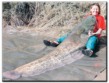 Gambar Ikan Gergasi