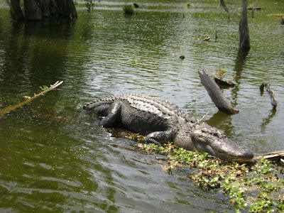 Louisiana Swamp Alligator