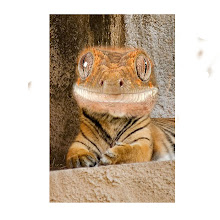 Gecko Tiger