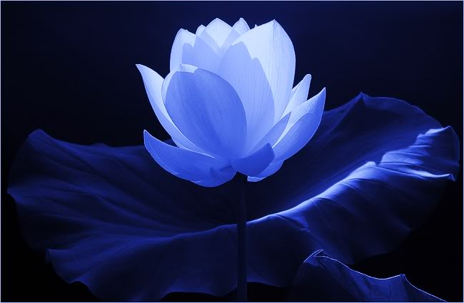 Floare de lotus