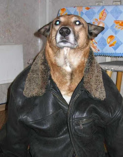 dog flying jacket