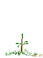 Arbol..
