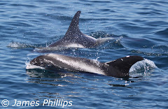 White-beaked Dolphins, Lyme Bay Pelagic, 26/06/2010