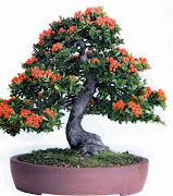 BONSAI-Pyracantha-angustifolia