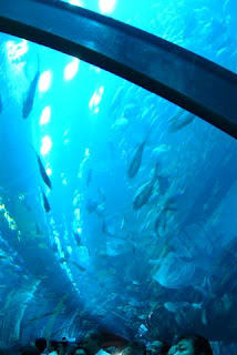Dubai+mall+aquarium+wiki