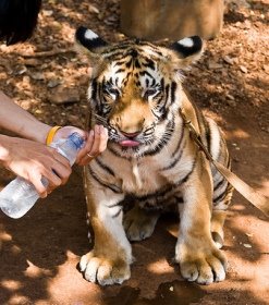 [tiger-temple-tiger-cub.jpg]