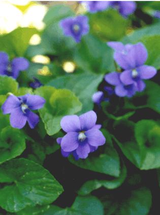 [NoteCardCommonBlueViolet+(1).jpg]