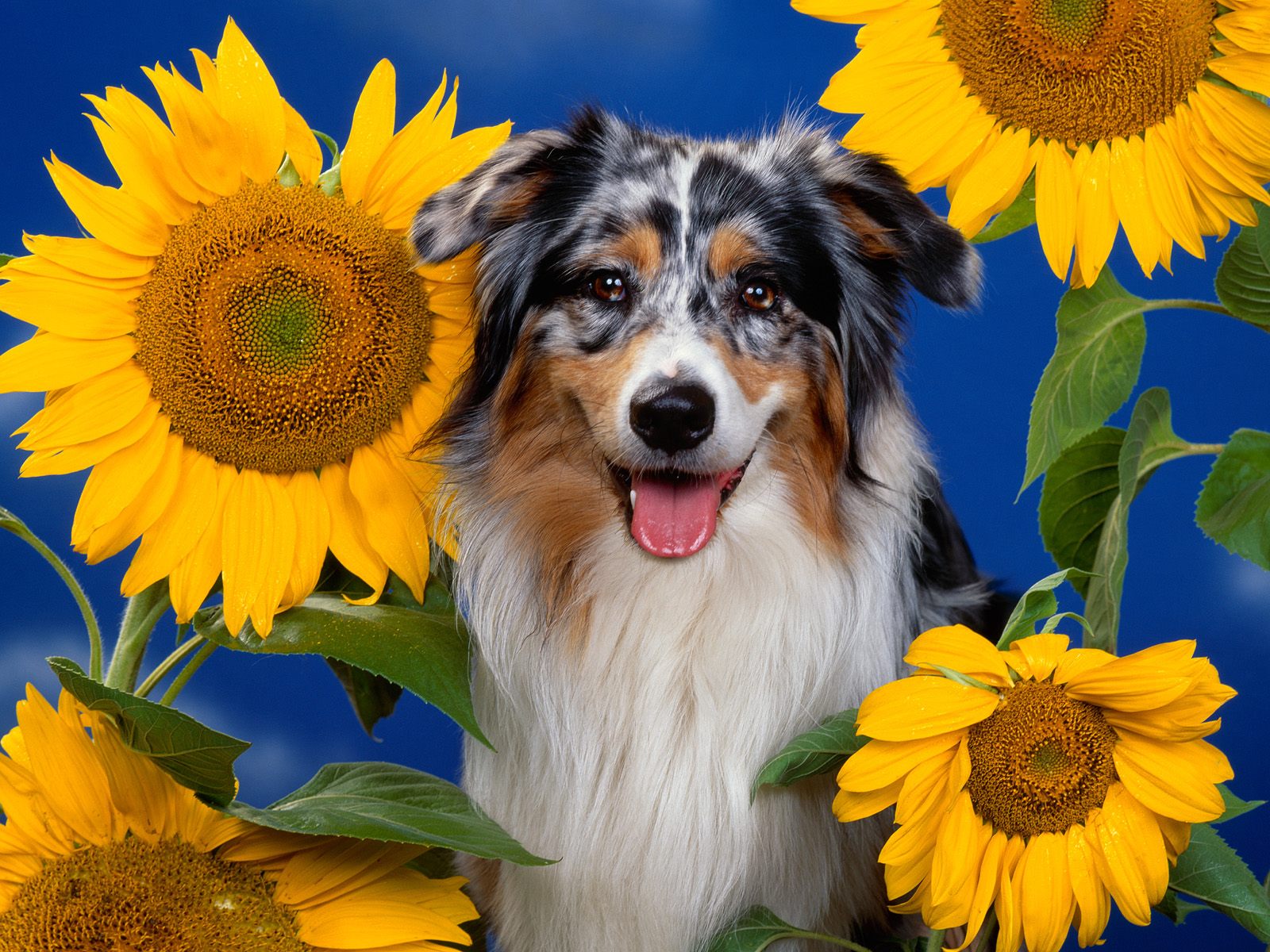 http://3.bp.blogspot.com/_m1Z6uxpmlU8/TSXmNijqUeI/AAAAAAAADCk/4h5DeVXldIs/s1600/animal_0037.jpg
