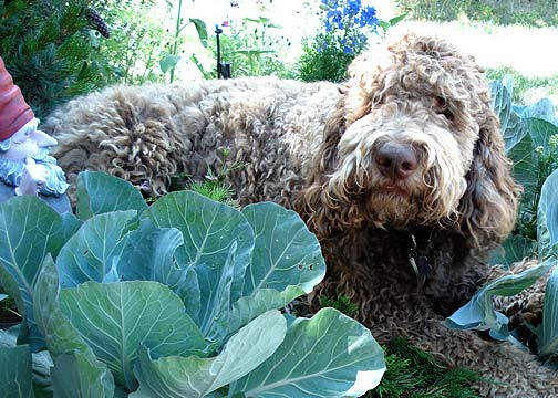 Cabbage Patch Puppy