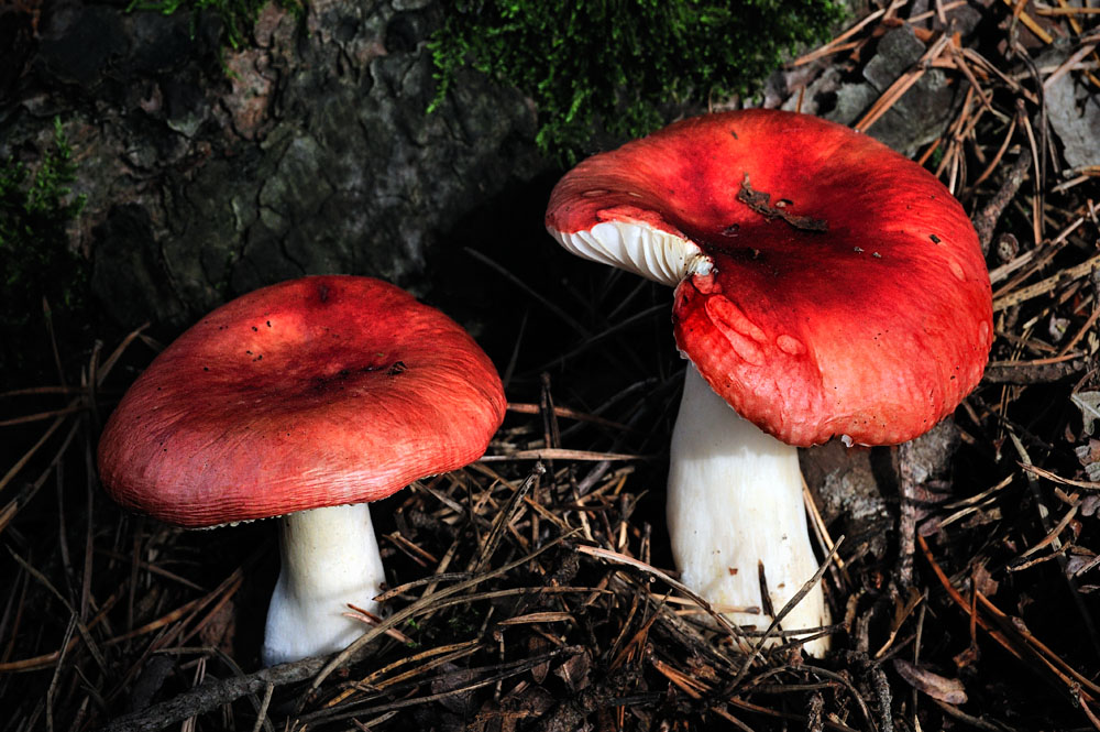 Les champignons, redoutables toxiques naturels