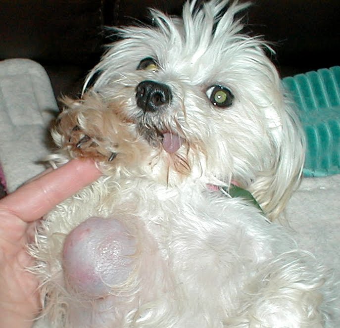 Home Dog Cancer And Tumors Mammary Cancer home dog cancer and tumors mammary cancer