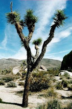 St. George...Joshua Tree, largest of the yuccas