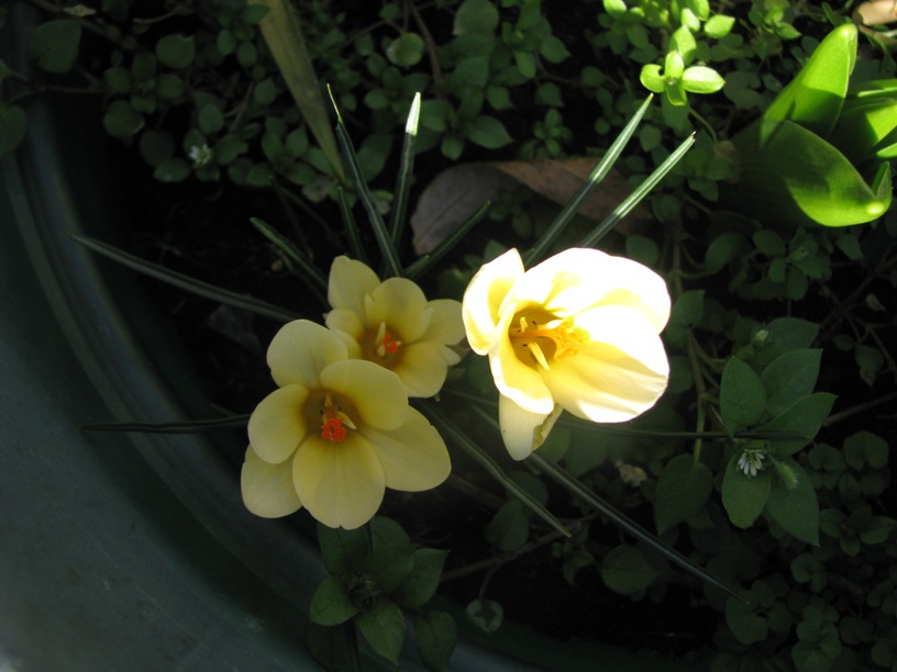 [crocus.JPG]