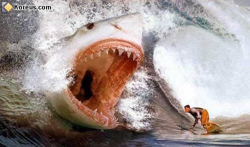 [requin.bmp]