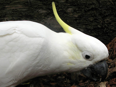 sulfur crested cockatoo back sulfur crested cockatoo back
