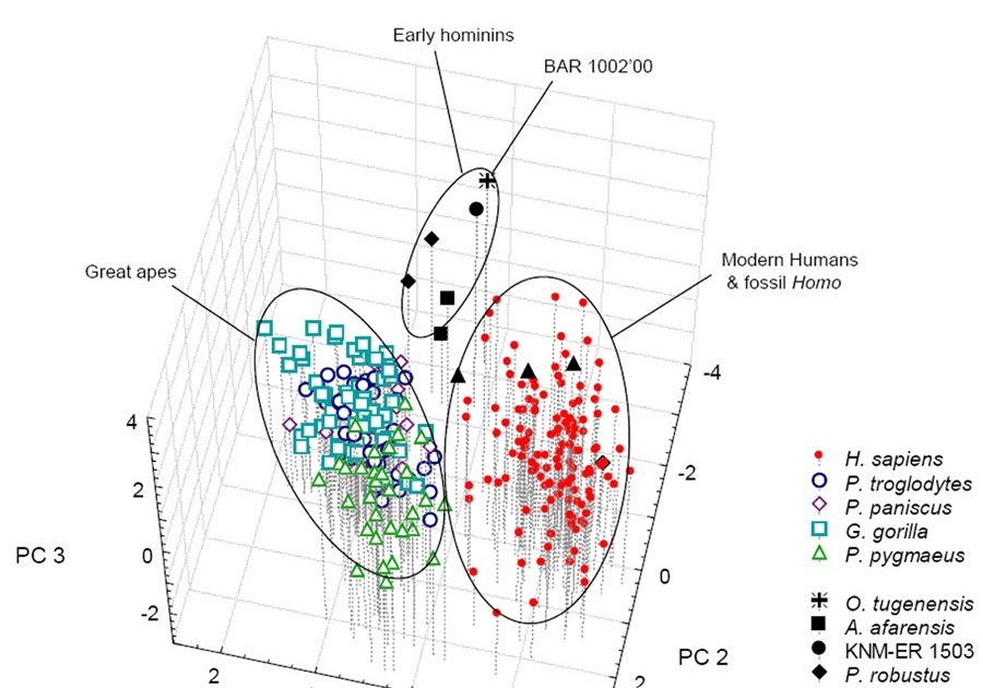 PALAEOBLOG Orrorin tugenensis & The Origin of Bipedalism
