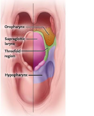 anatomy oropharynx
