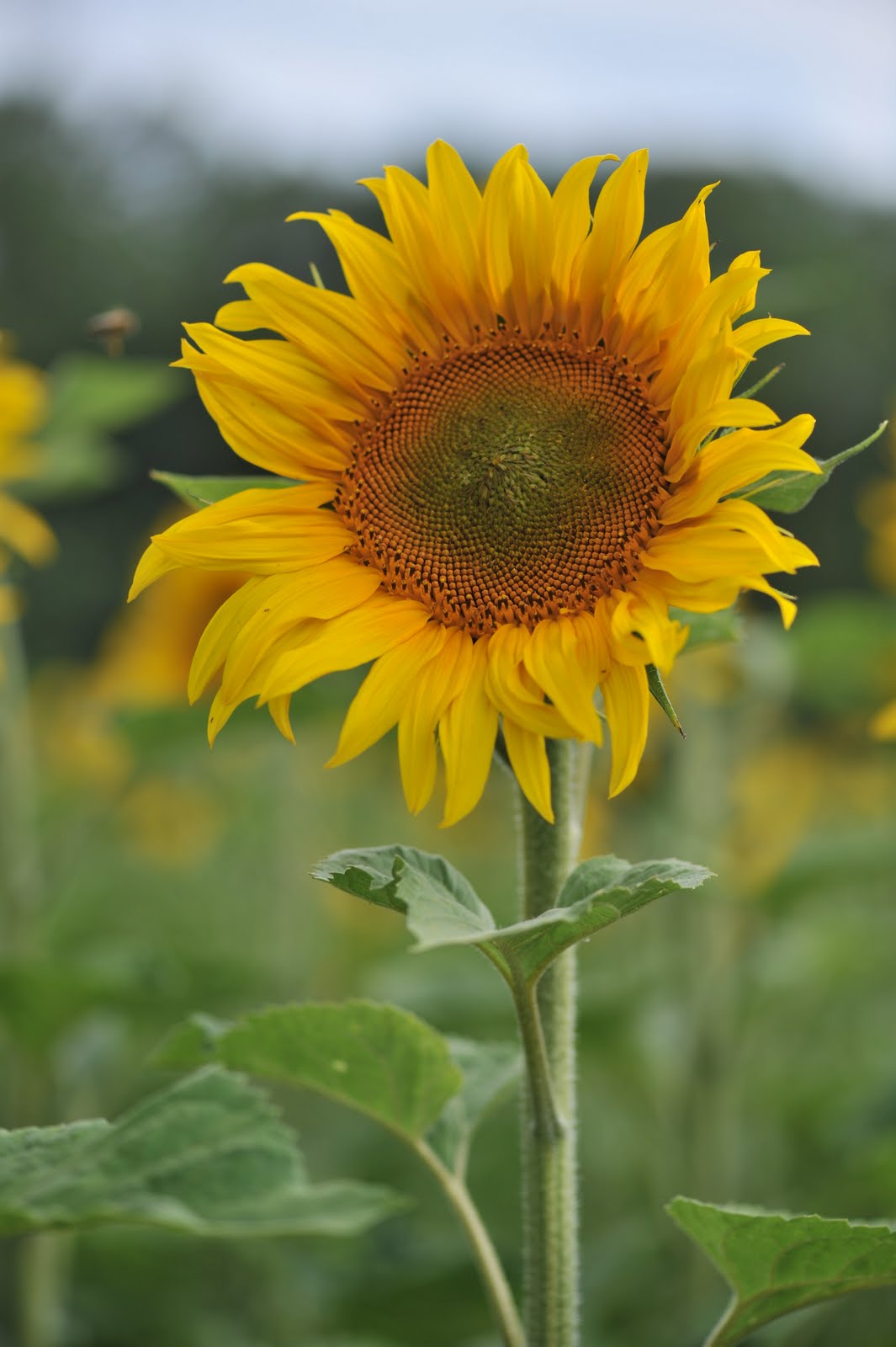 Les Petits Mots de la Pleyeuse Sunflowers