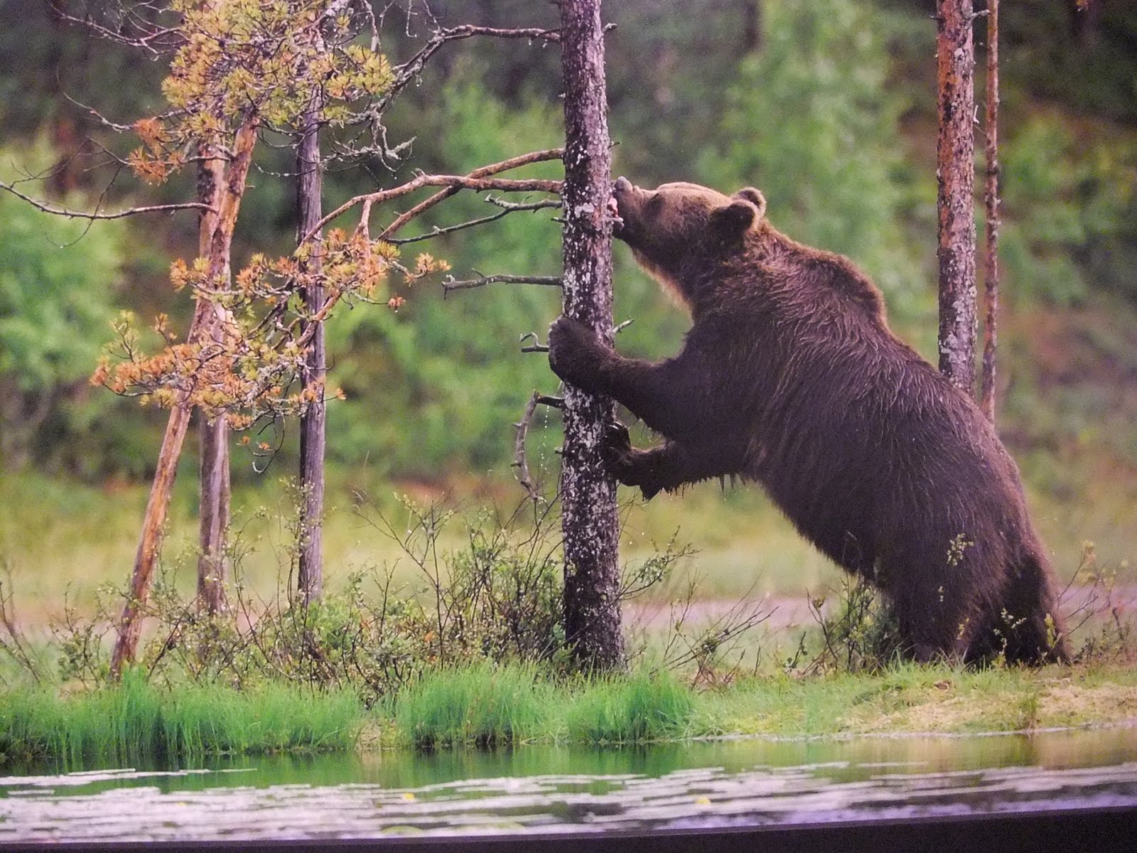 Postcards from JR and Christa Alberta’s Elk Island National Park and