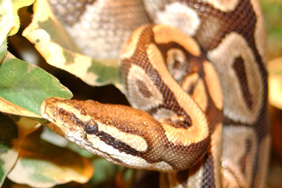 Animales las pitones