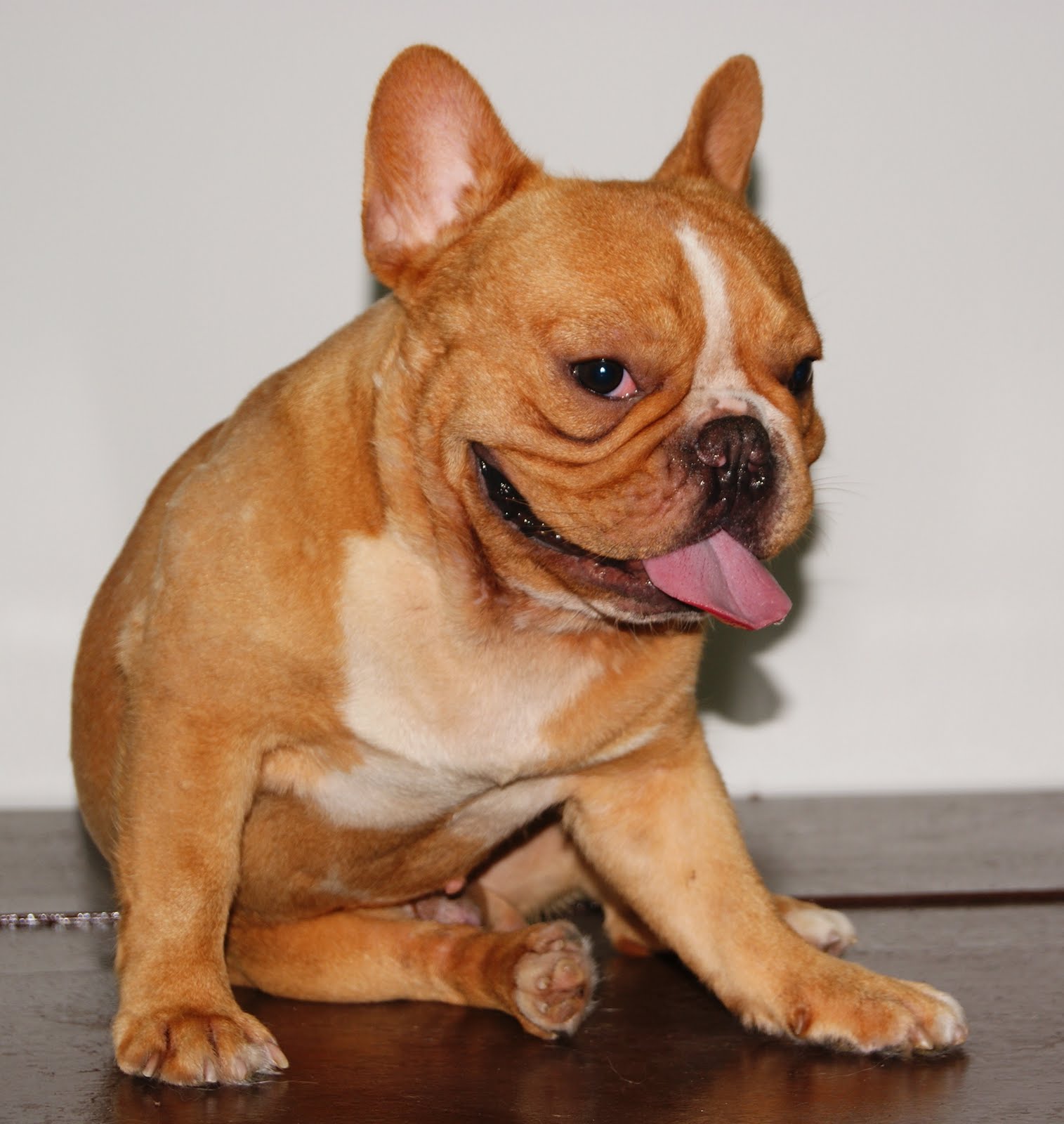 Furry bulldogs