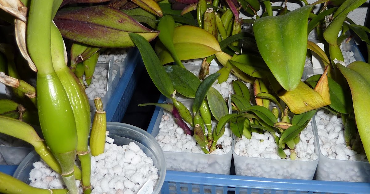 Orchid Page Orchids in perlite