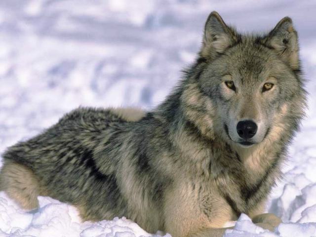[7art-Angry-Wolves-ScreenSaver.jpg]