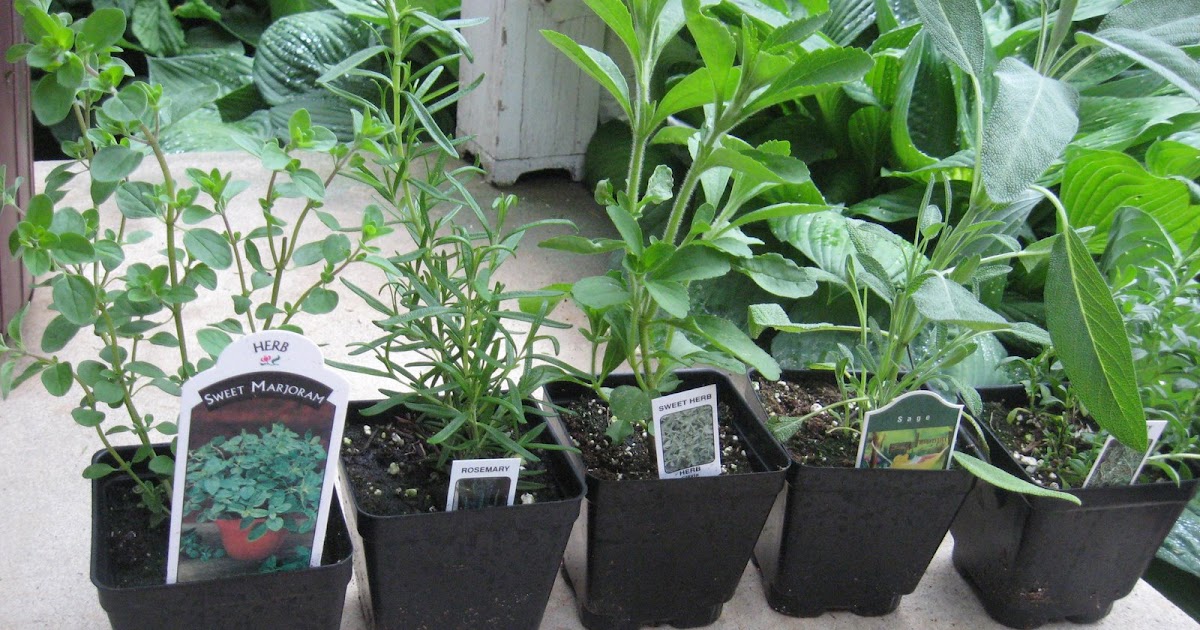 Tyro Gardener Lurgan Greenhouse and Nursery