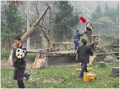 [panda+2.jpg]
